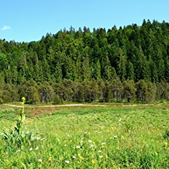 La Combe de Prénovel - 83V - NANCHEZ