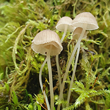 Les magiciens du bois mort_ENS2026 - CORCELLES-LES-CITEAUX