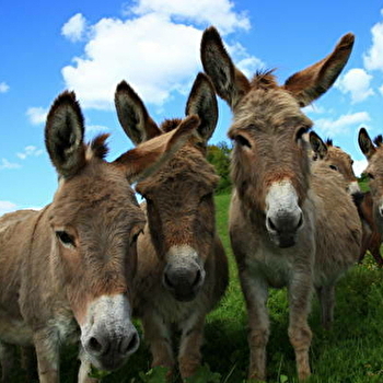 Les ânes de Menou - MENOU
