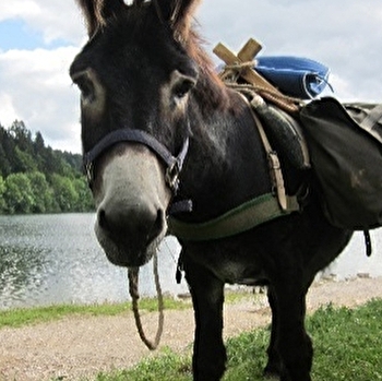 Rando Âne Jura - NANCHEZ