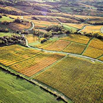 Du laboratoire au vignoble : sur les traces de Pasteur en Arbois  - ARBOIS