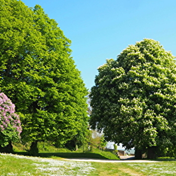Place du Marronnier de Saulx-le-Duc - SAULX-LE-DUC