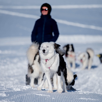 La vallée des laïkas - Chiens de traîneau