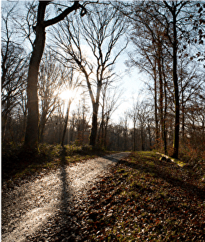 Le Vieux Tilleul - BESANCON Forêt de Chailluz