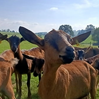 Chèvrerie des Charmilles - SAINT-LAURENT-EN-BRIONNAIS