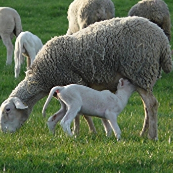 La Penneraye - TRESILLEY