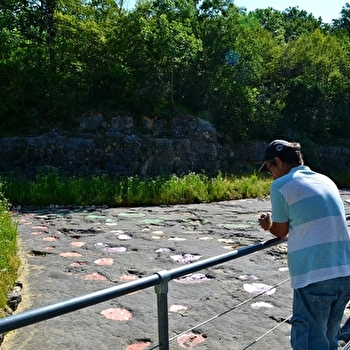 A la trace des Dinosaures - LOULLE