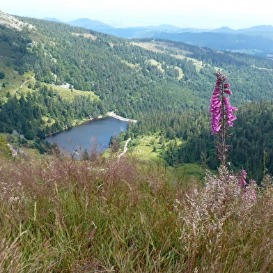 Le Parc naturel regional des Ballons des Vosges