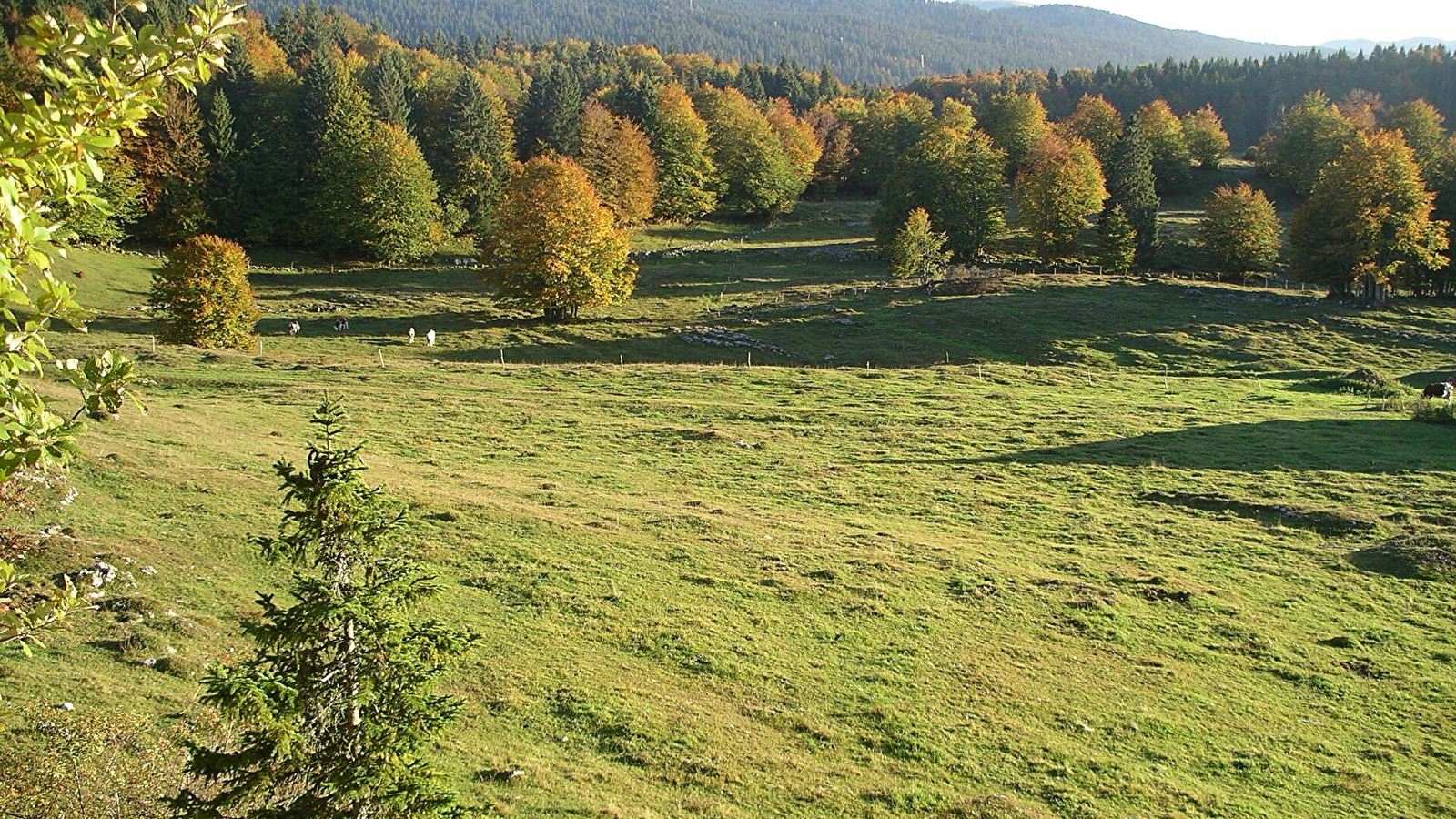 Sentier de la forêt du Massacre