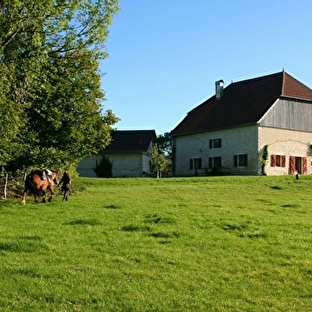 La Ferme de l'Olivier - LES PREMIERS SAPINS
