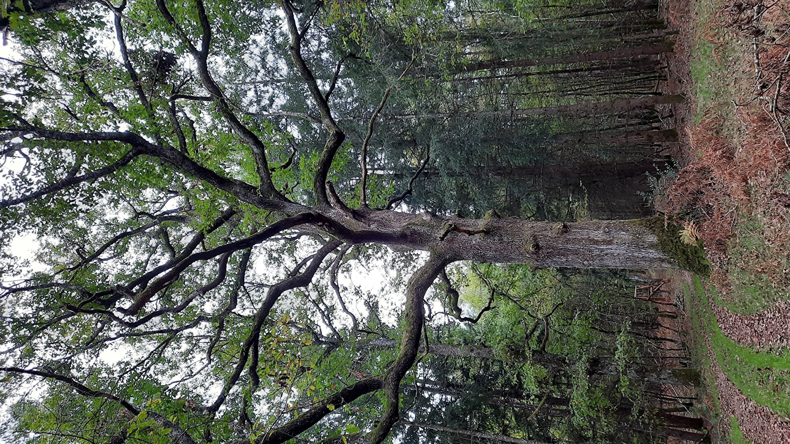 Le sentier de la p'tite maison
