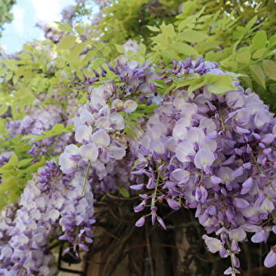 Jardin de l'Arquebuse - Jardin botanique