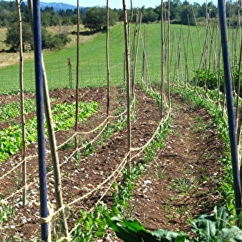 Le Champ des 6 Reines - Maraîchage diversifié AB - LA CHAUMUSSE