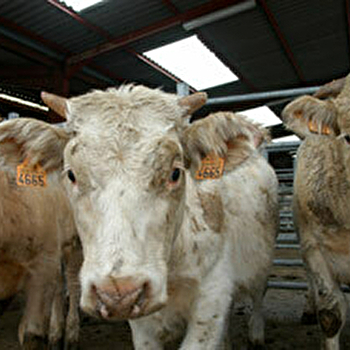 Sicagemac - CORBIGNY