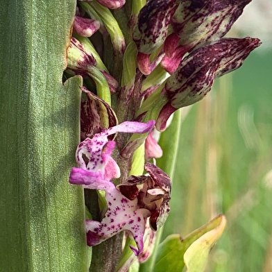 Les Chemins du Vivant