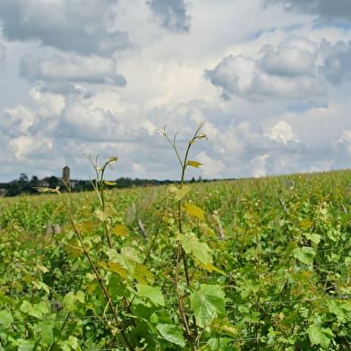 Domaine du Mont Epin