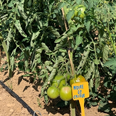 La Ferme de la Pommeraie