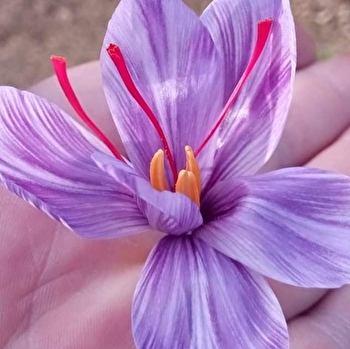 earl Duthu Julien - SAINT-SEINE-L'ABBAYE