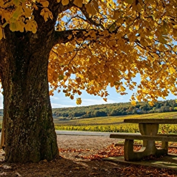 Aire de pique-nique 'Place du Marronnier' - SAINT-GENGOUX-DE-SCISSE