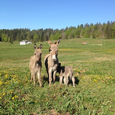 Ferme Découverte de l'Enquerne