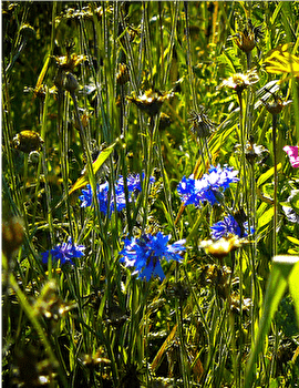 Circuit VTT n°25 Roche-lez-Beaupré - ROCHE-LEZ-BEAUPRE