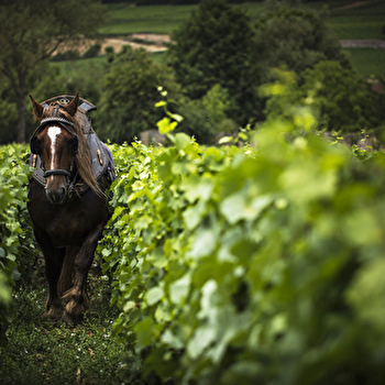 Huber-Verdereau - MEURSAULT