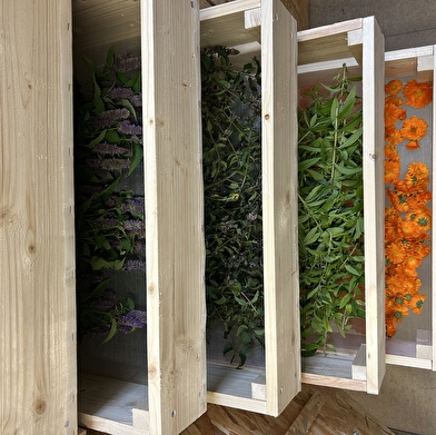 La Demoiselle des Champs