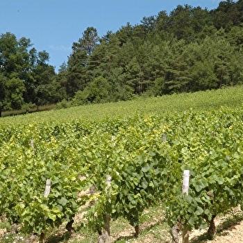 Sentier des vignes - MASSINGY