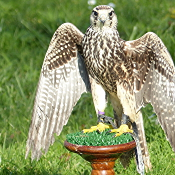 Stage découverte de fauconnerie - MENETREUIL