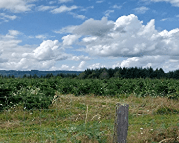 Entre prairies et forêts - la boucle des sapins de Noël -  ENS21 - CHAMPEAU-EN-MORVAN