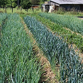 Le Champ de Gaïa - BUC