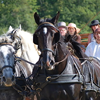 Traits Audacieux - Équitation pleine nature & école d'attelage - OIGNY