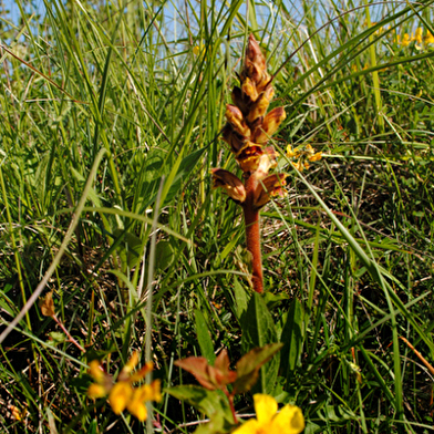 La butte aux orchidées