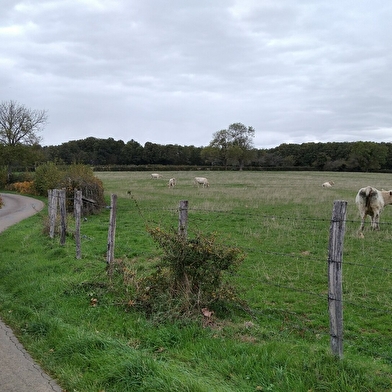 Boucle Bernard Thévenet - A la découverte du bocage charolais