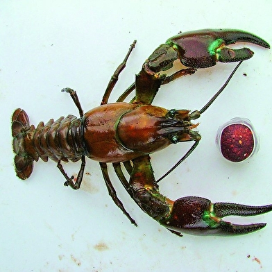 Le Ternin du pont du Souvert 