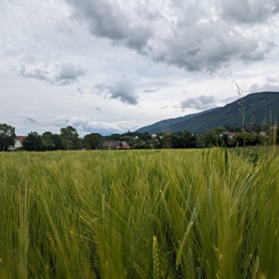 Parcours VTT 83 - rouge - Autour du Mont - Espace FFC Ain Forestière