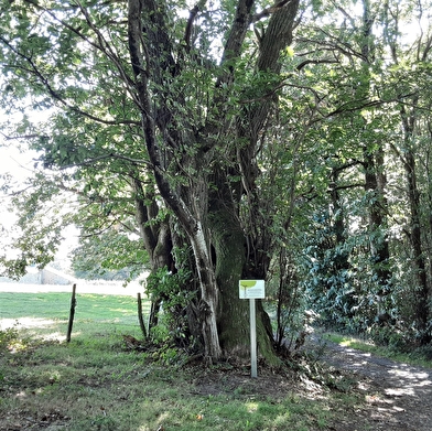 L’arbre à pain ou le châtaignier huche 
