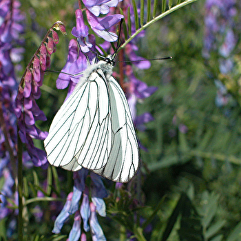 Chemin historique de La Madeleine - SAINT-MARTIN-EN-BRESSE