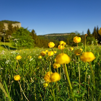 GR 9 de Saint-Amour à Mijoux