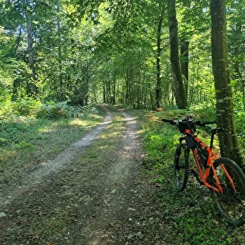 Circuit VTT-VTC n°6 Chemins des bois de Bresse (petite boucle) - SAINT-ETIENNE-DU-BOIS