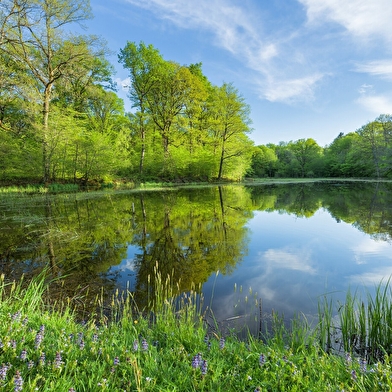 La Maison des Étangs-Ouest - 58V