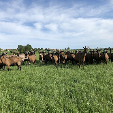 La Guyotte - Ferme Bressane