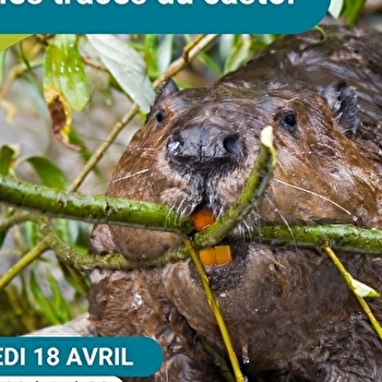 Sortie 'sur les traces du castor' - COSNE-COURS-SUR-LOIRE