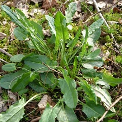 Dominique VERRIER-COMPAIN