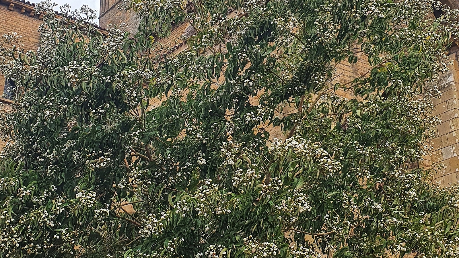 Visite guidée 'Les arbres'
