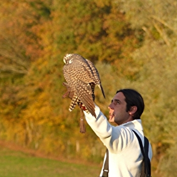 Balade avec les rapaces de Davy Lacroix - MENETREUIL