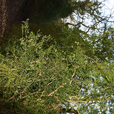La Buxaie de la fontaine Chamont