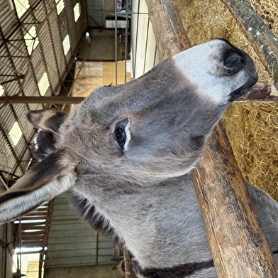 Savons - Les ânesses de la côte du puits