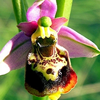 Pelouses sèches d'Hugier - HUGIER