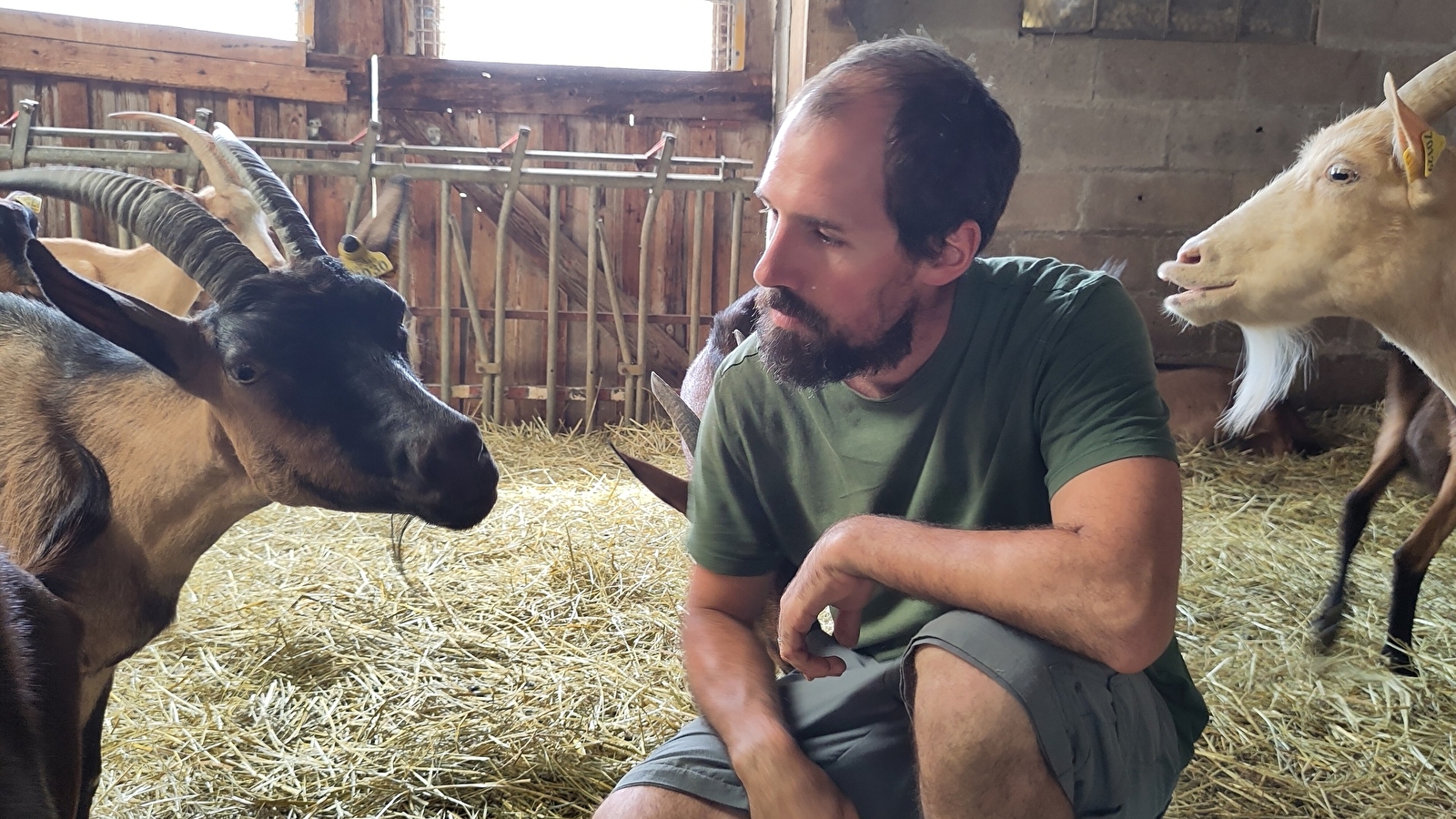 Les Chèvres de la Tuilerie 